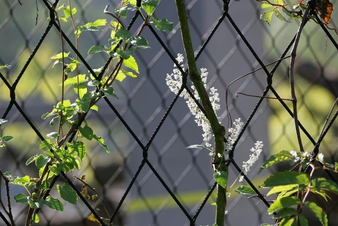 Stainless steel green facade 2