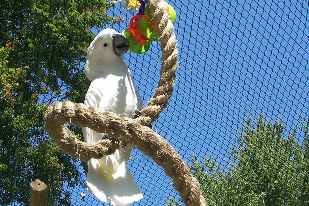Bird Aviary Wire Mesh