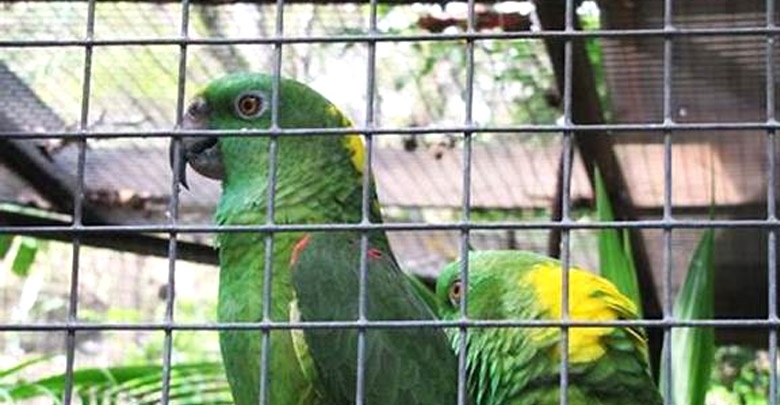 Welded Wire Mesh Welded Wire Mesh