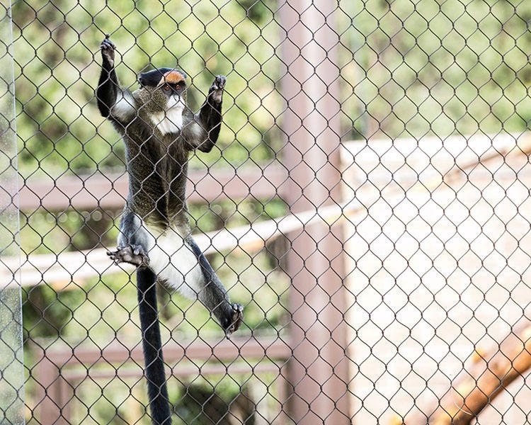 monkey enclosure mesh for sale