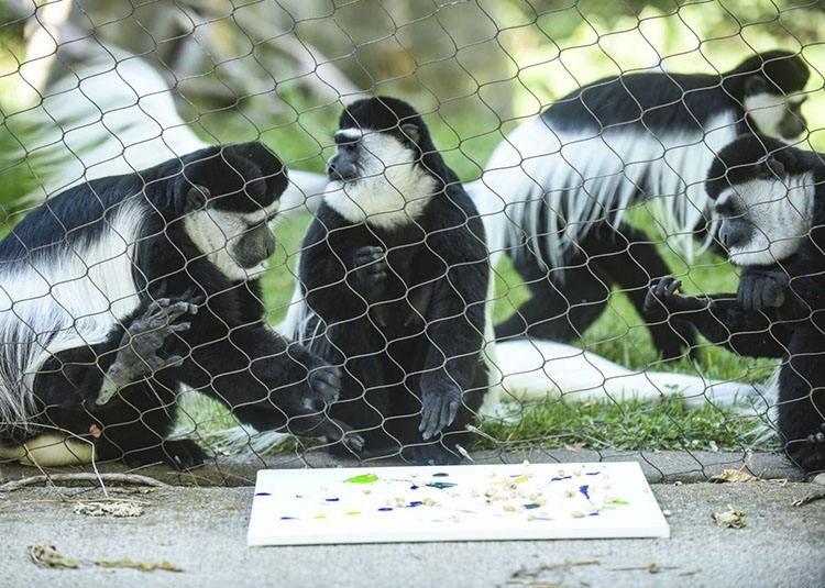 Monkey Enclosure Mesh