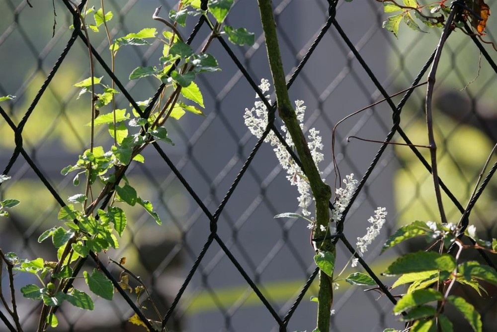 Stainless Steel Wire Rope Mesh 100*100mm Cable Mesh Green Plant Climbing Trellis Wall Mesh For Garden