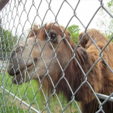 Chain Link Fence For Zoo Mesh